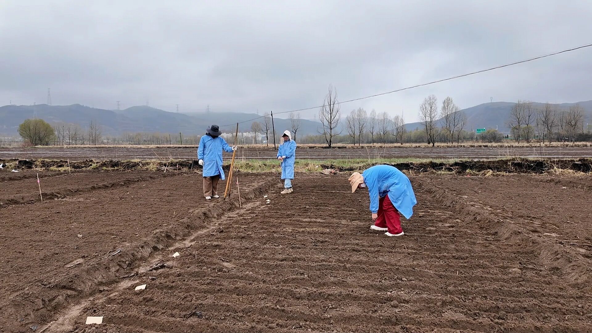 【农业新技术】16个青杂油菜新品种在湟中试种！青海农科院科技赋能 解锁高原油菜育种新征程
